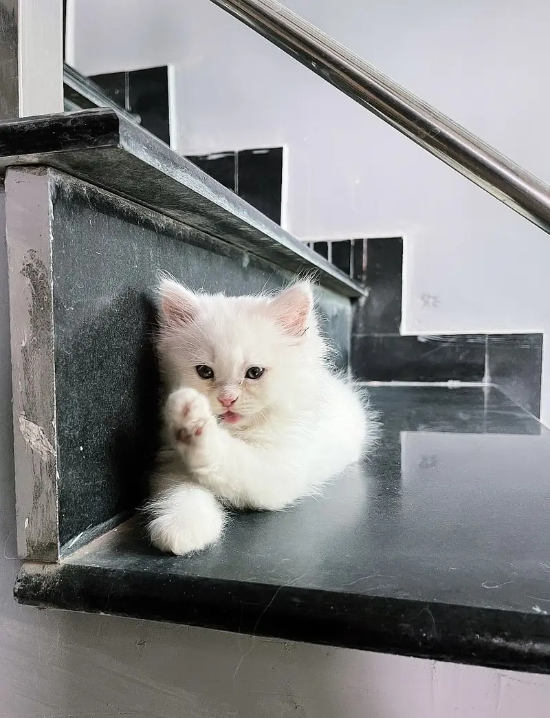 Male Persian White Kitten ( 2 months old) — photo 4