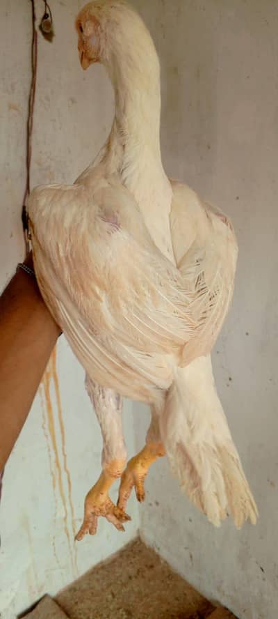 indian Parrot beak