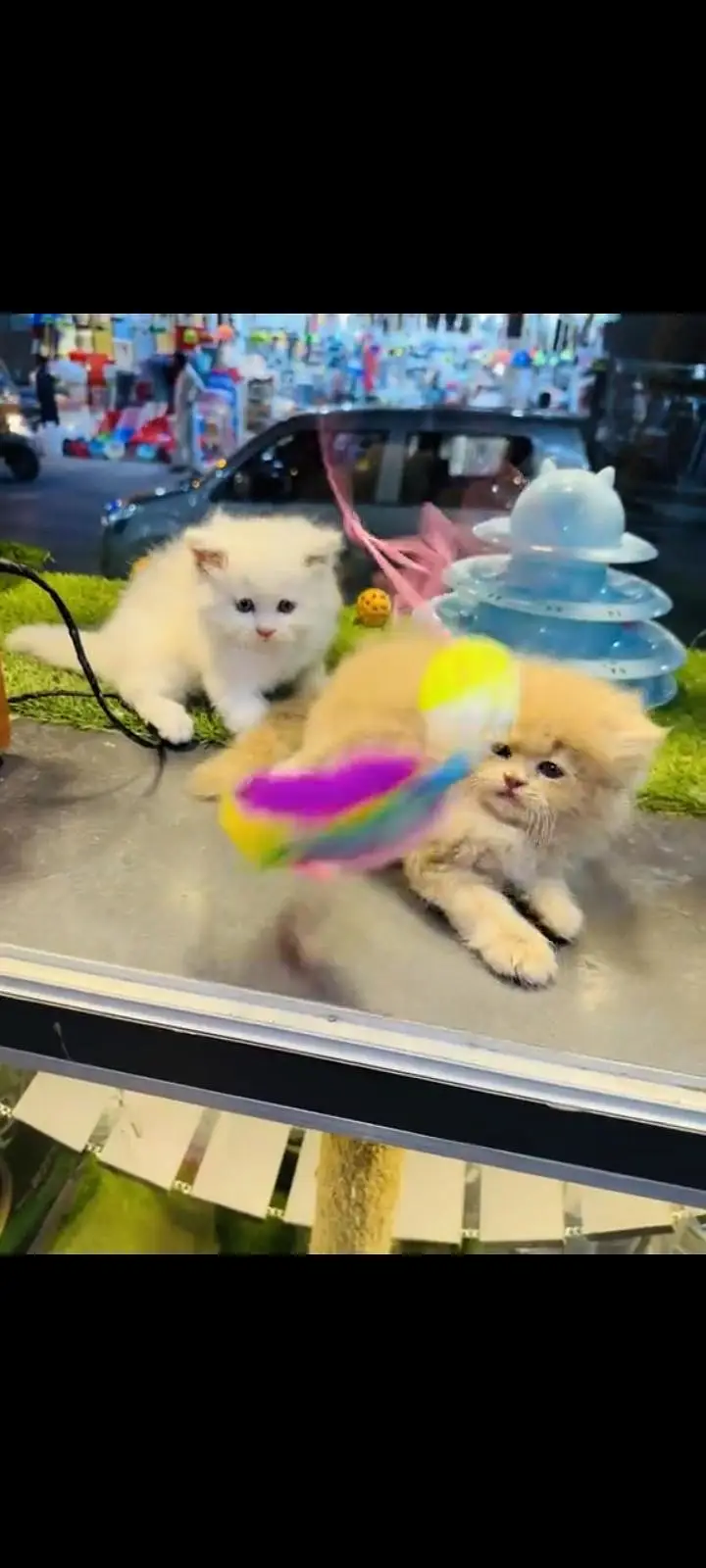 persian cat for sale