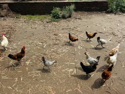 Hen egg for sale