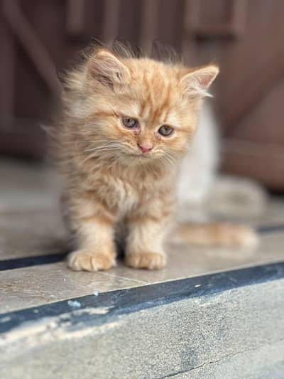 Persian kitten for sale