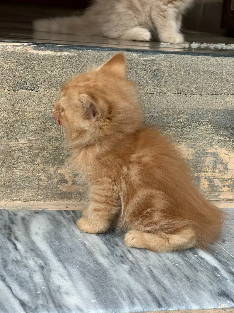 semi punch triple coat kitten for sale — photo 3