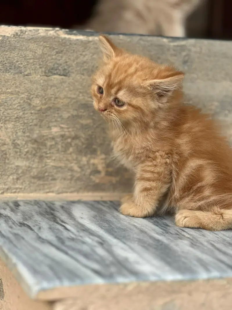 semi punch triple coat kitten for sale — photo 5