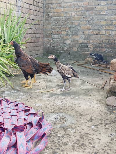 Ak murgi or 6 chouza