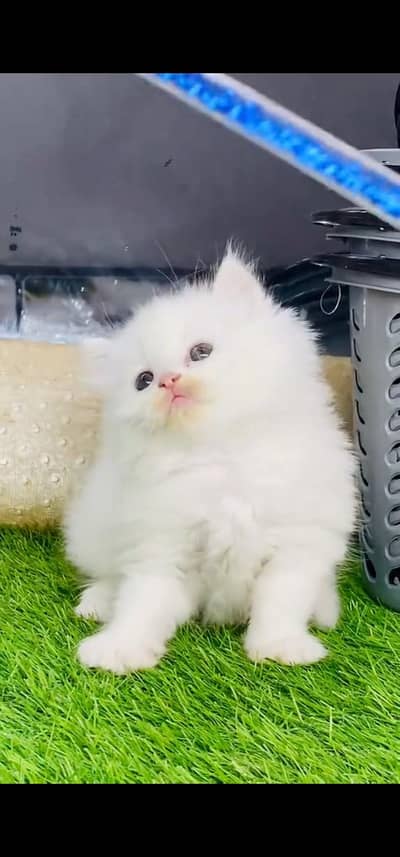 Quality Persian Punch face cat & kittens 03495425573 WhatsApp
