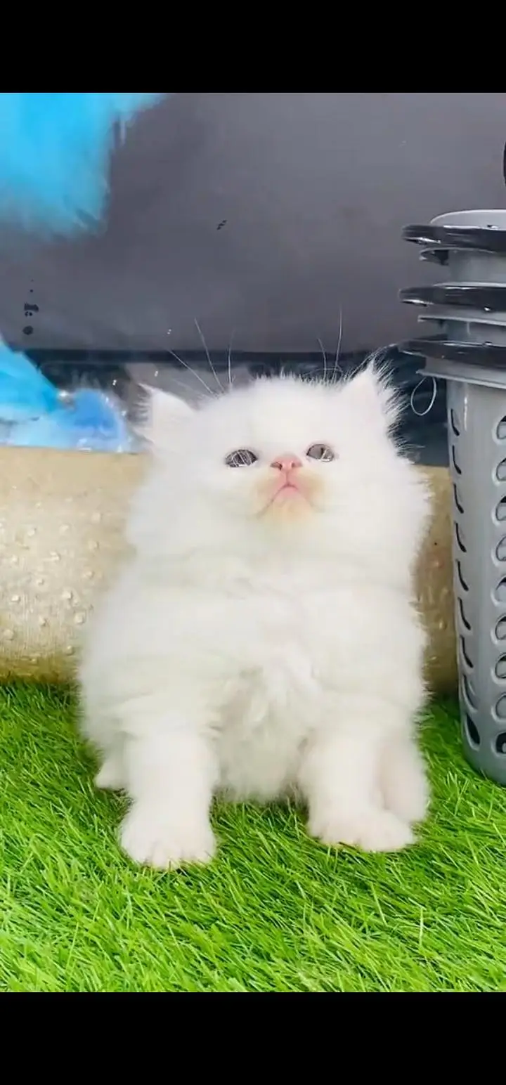 Quality Persian Punch face cat & kittens 03495425573 WhatsApp — photo 2