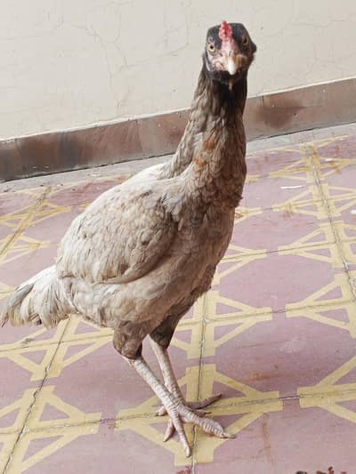 Aseel silver murgi for sale