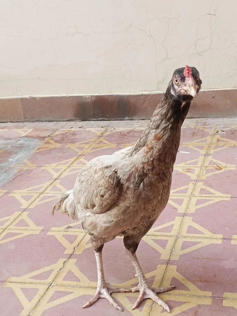 Aseel silver murgi for sale — photo 2