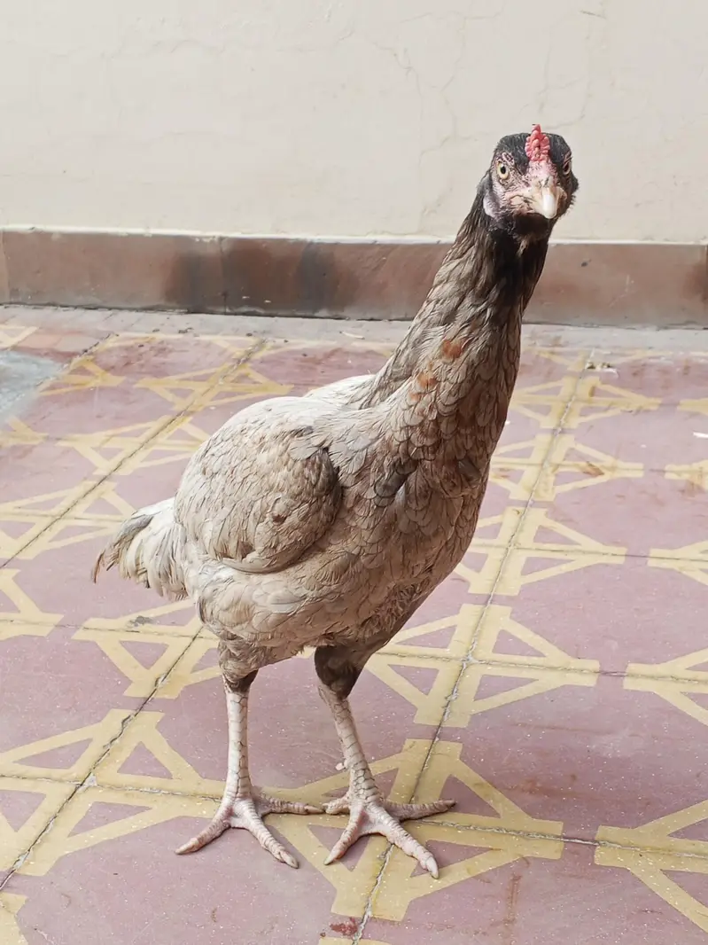 Aseel silver murgi for sale — photo 3