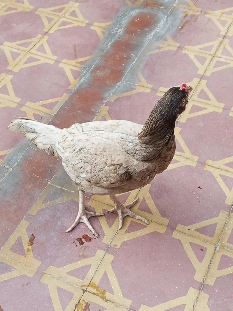 Aseel silver murgi for sale — photo 4