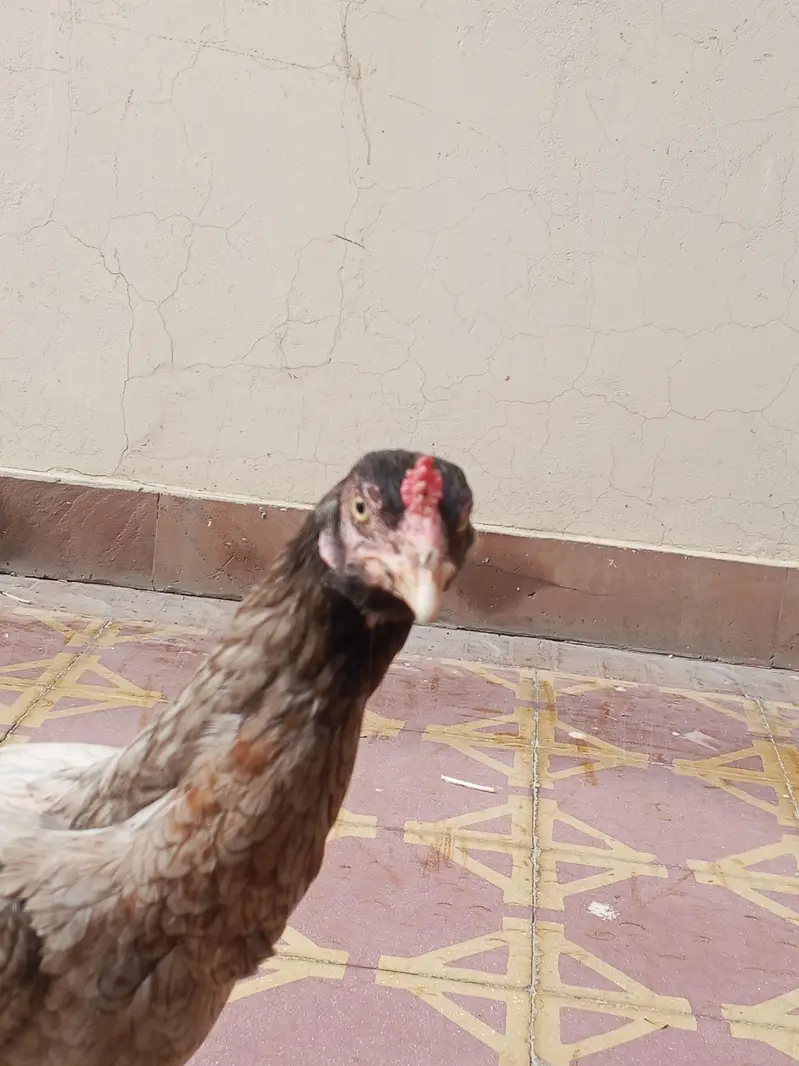 Aseel silver murgi for sale — photo 5