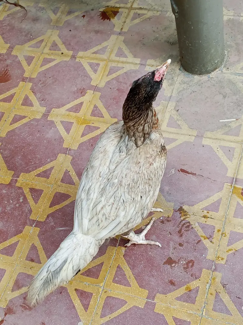 Aseel silver murgi for sale — photo 6