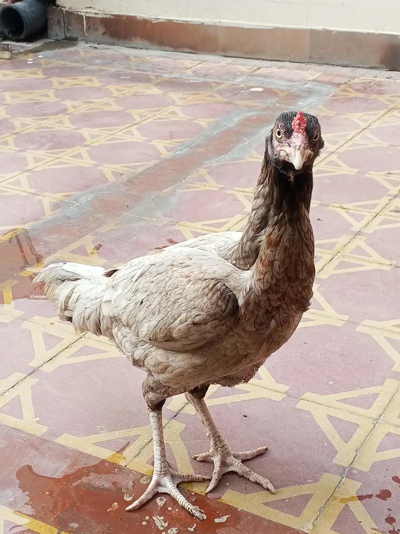 Aseel silver murgi for sale — photo 8