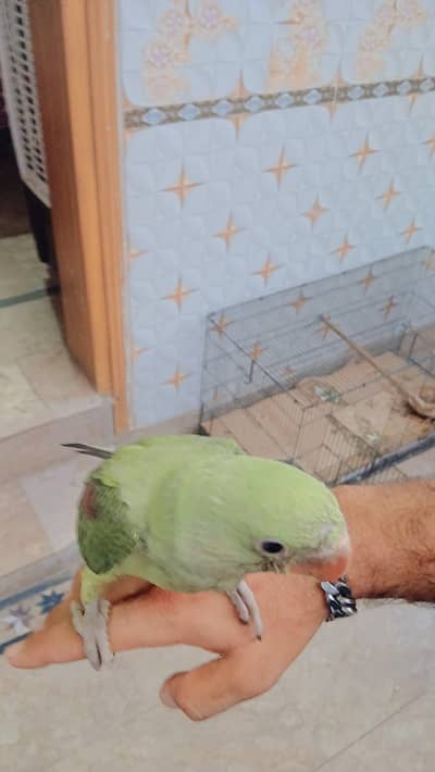 kashmiri raw parrot baby for sale