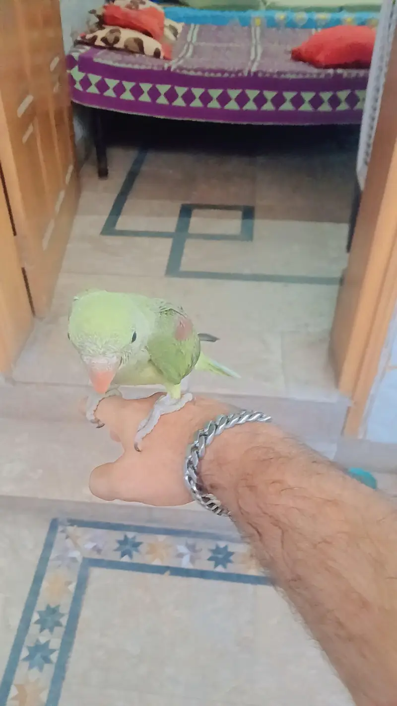 kashmiri raw parrot baby for sale — photo 2