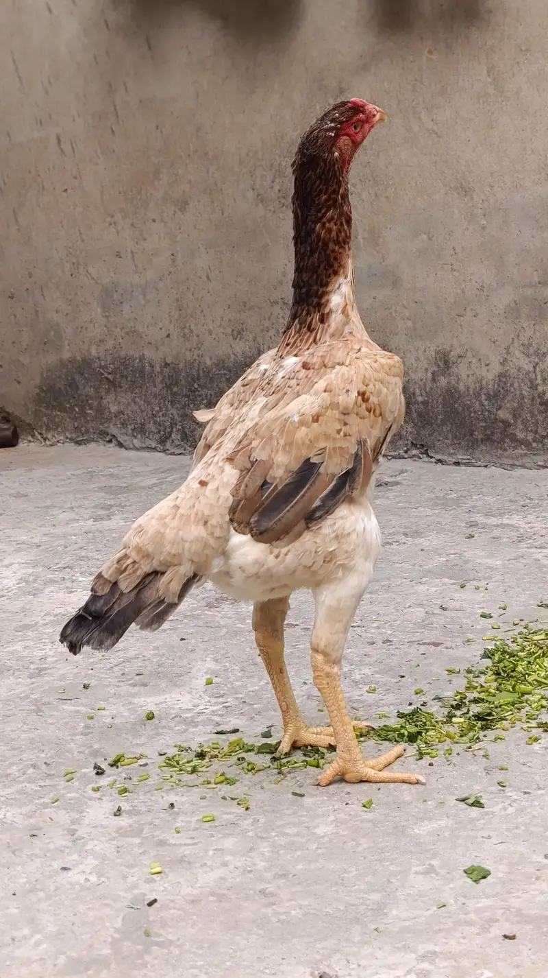 aseel German shamoo — photo 2