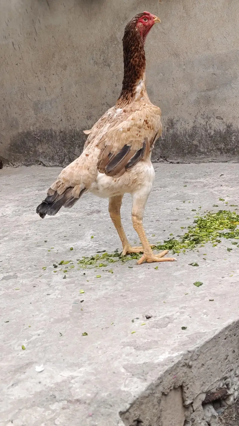 aseel German shamoo — photo 3