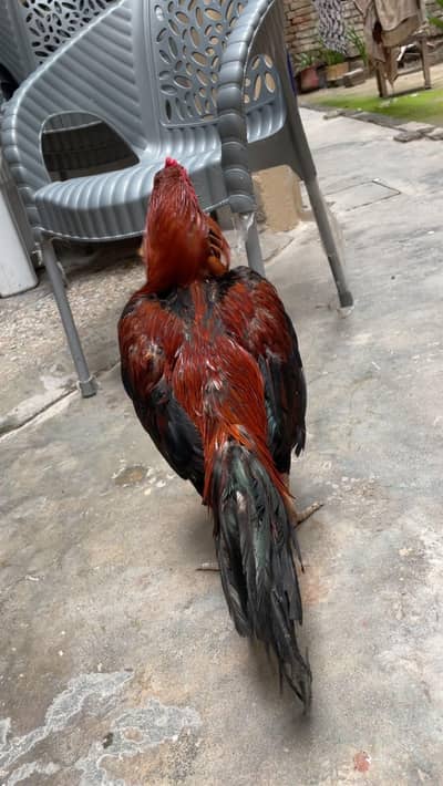 lakha aseel