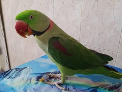 kashmiri raw parrot  03354720751 whatapp