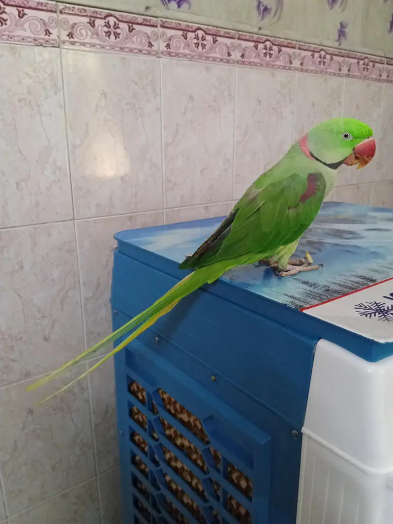 kashmiri raw parrot  03354720751 whatapp — photo 2