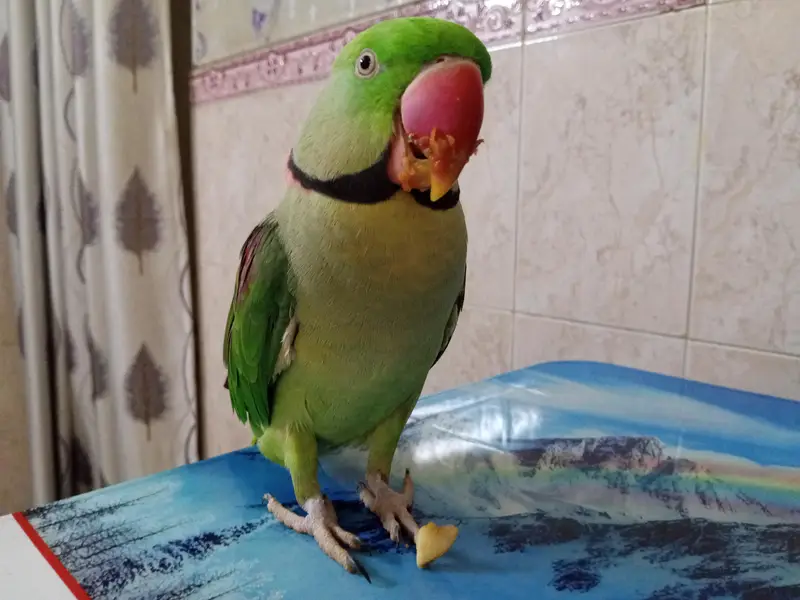 kashmiri raw parrot  03354720751 whatapp — photo 3