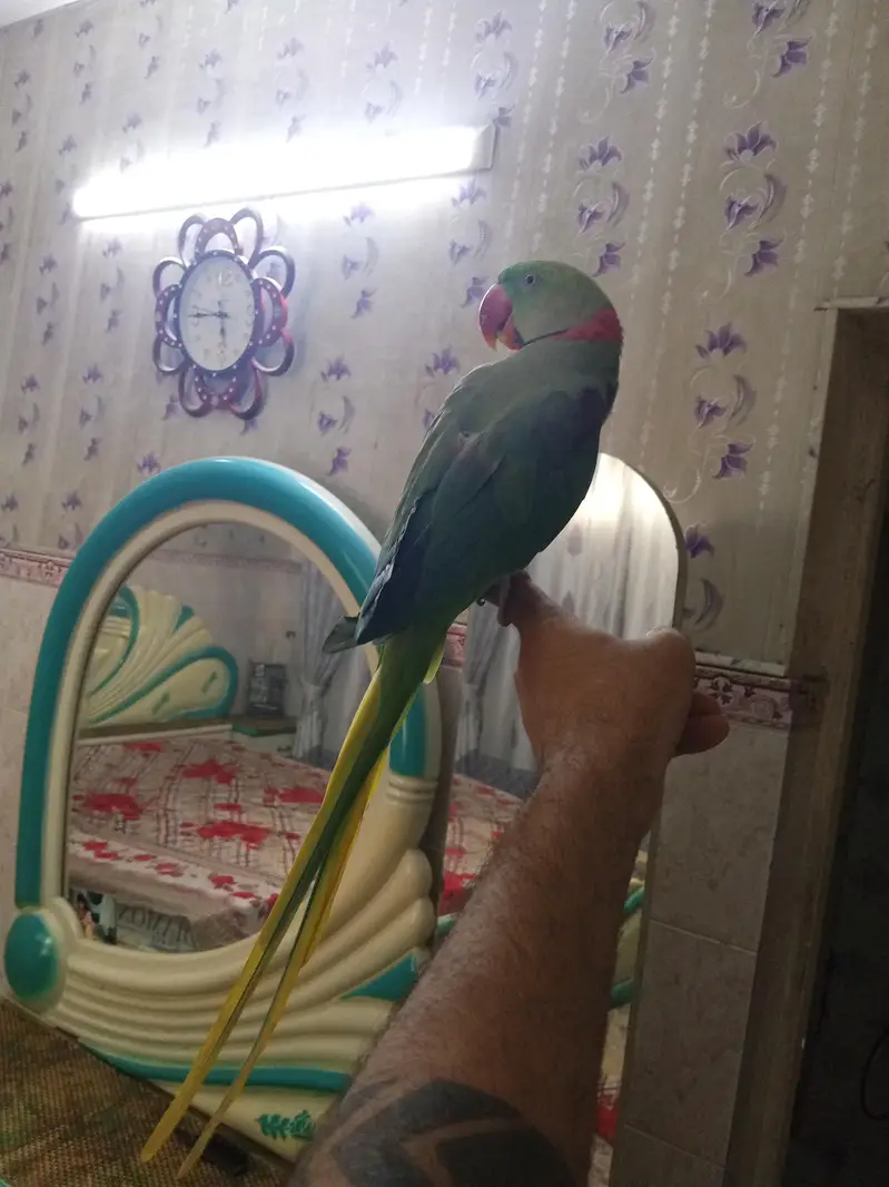 kashmiri raw parrot  03354720751 whatapp — photo 5