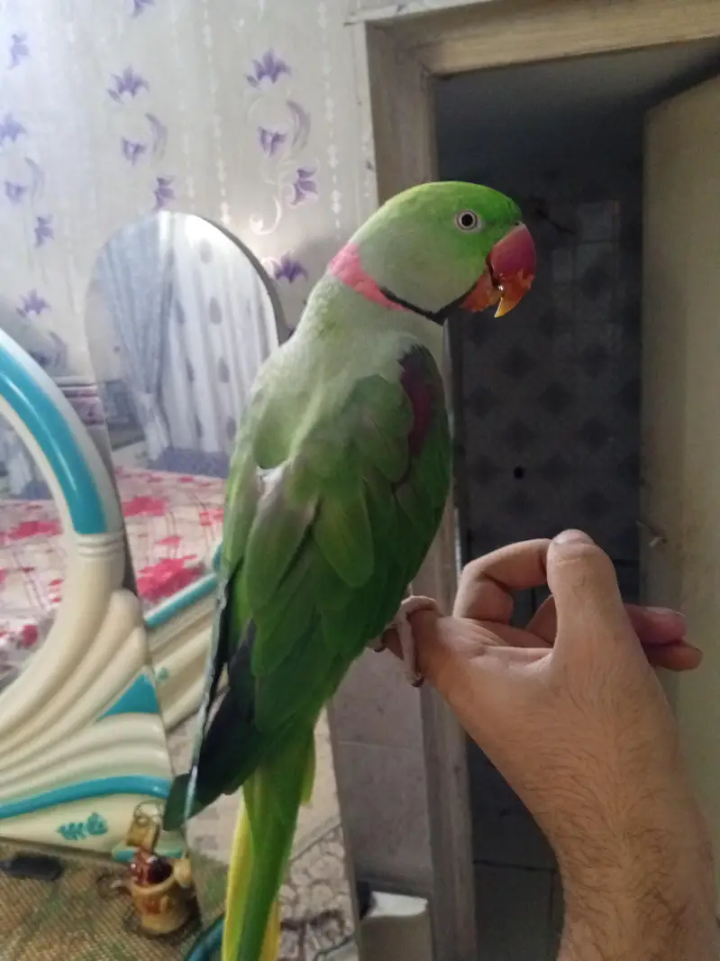 kashmiri raw parrot  03354720751 whatapp — photo 6