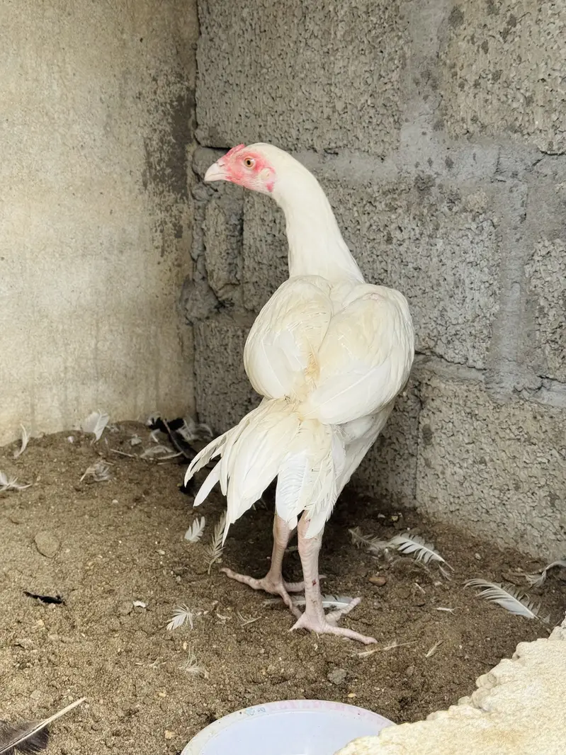 Heera male patha paper white — photo 2