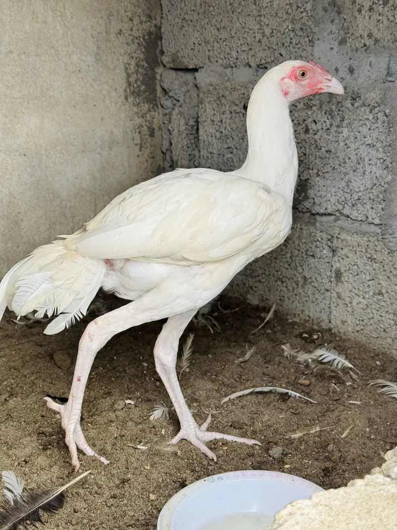 Heera male patha paper white — photo 3
