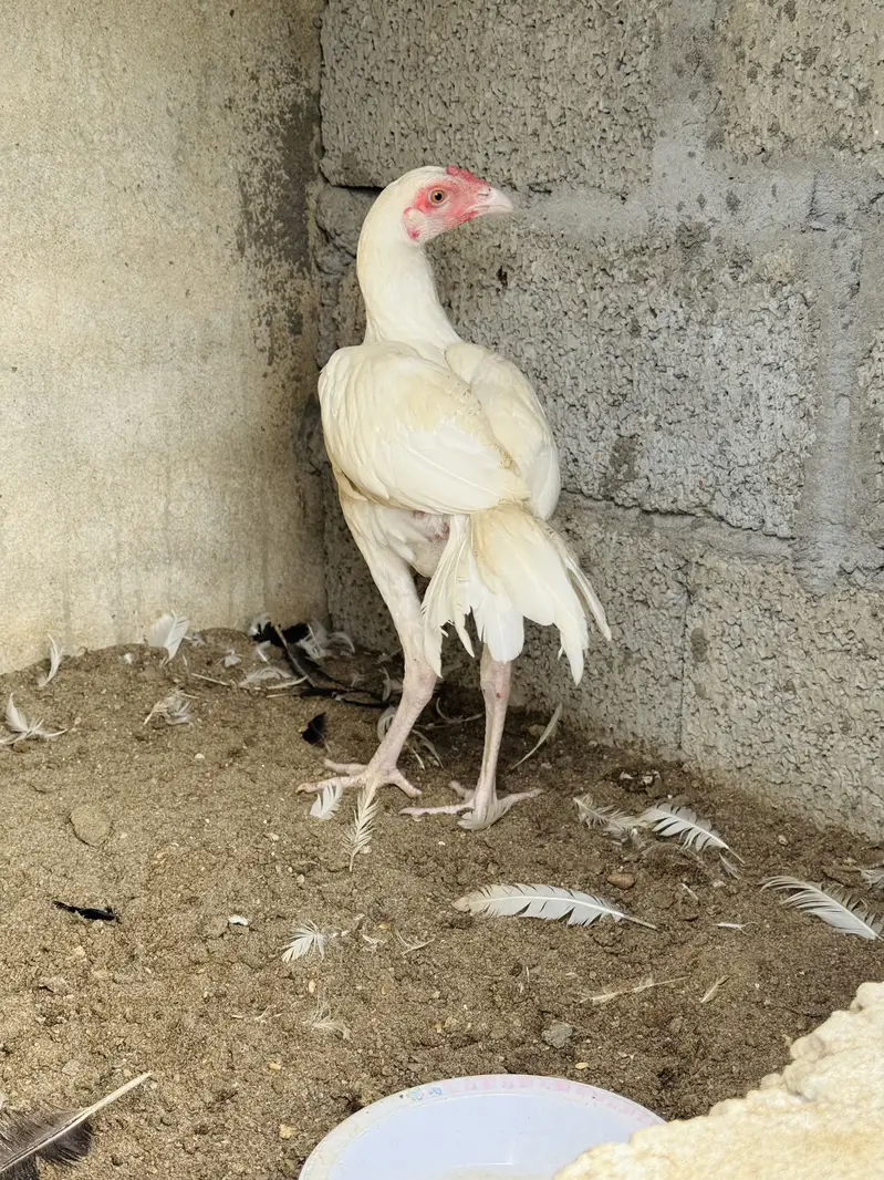 Heera male patha paper white — photo 4