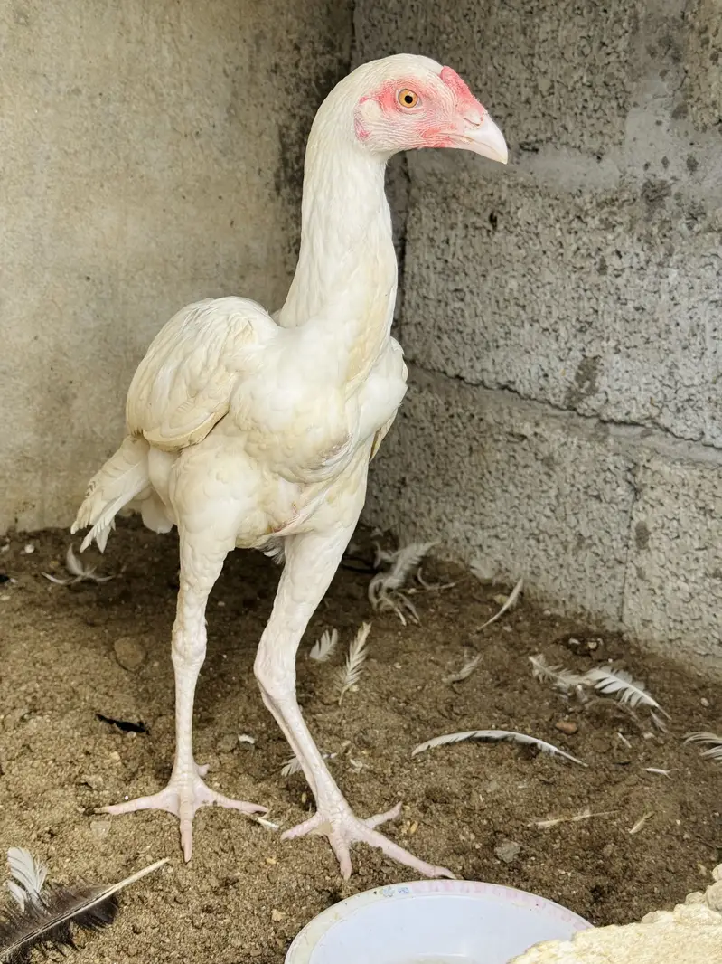 Heera male patha paper white — photo 5