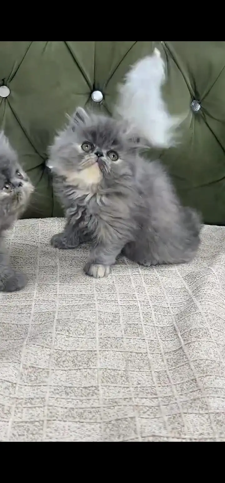 Quality Persian Punch face cat & kittens 03495425573 WhatsApp — photo 2
