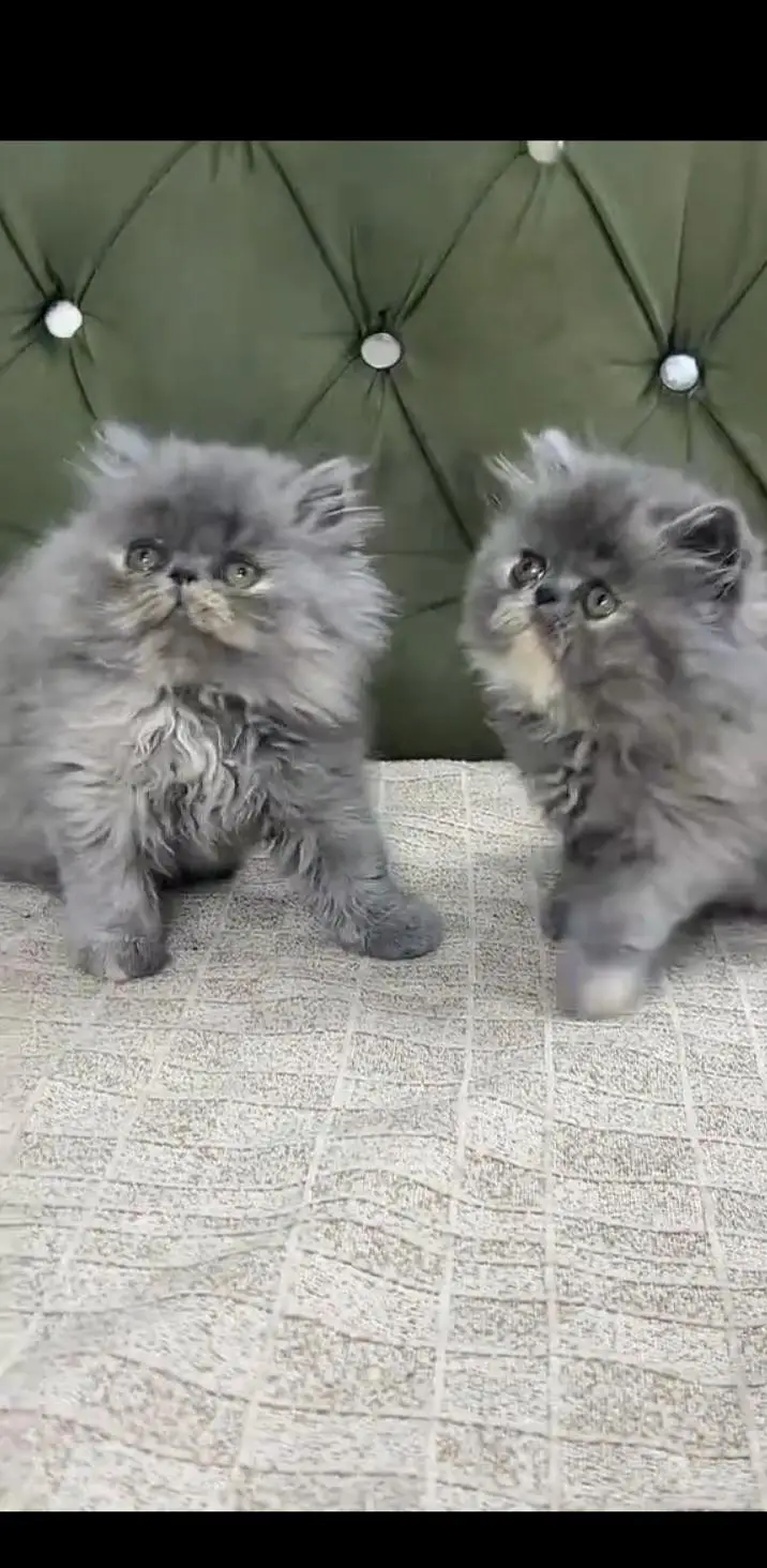 Quality Persian Punch face cat & kittens 03495425573 WhatsApp — photo 3