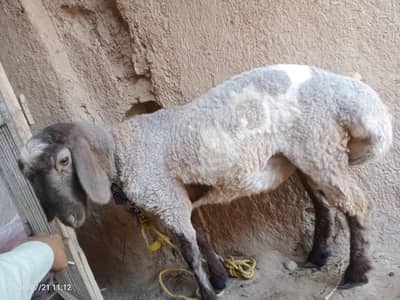 sheep caras kargh