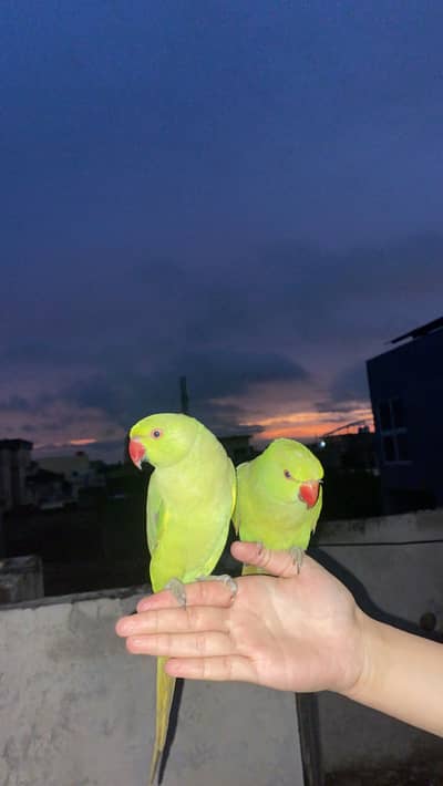 katha parrots for sale