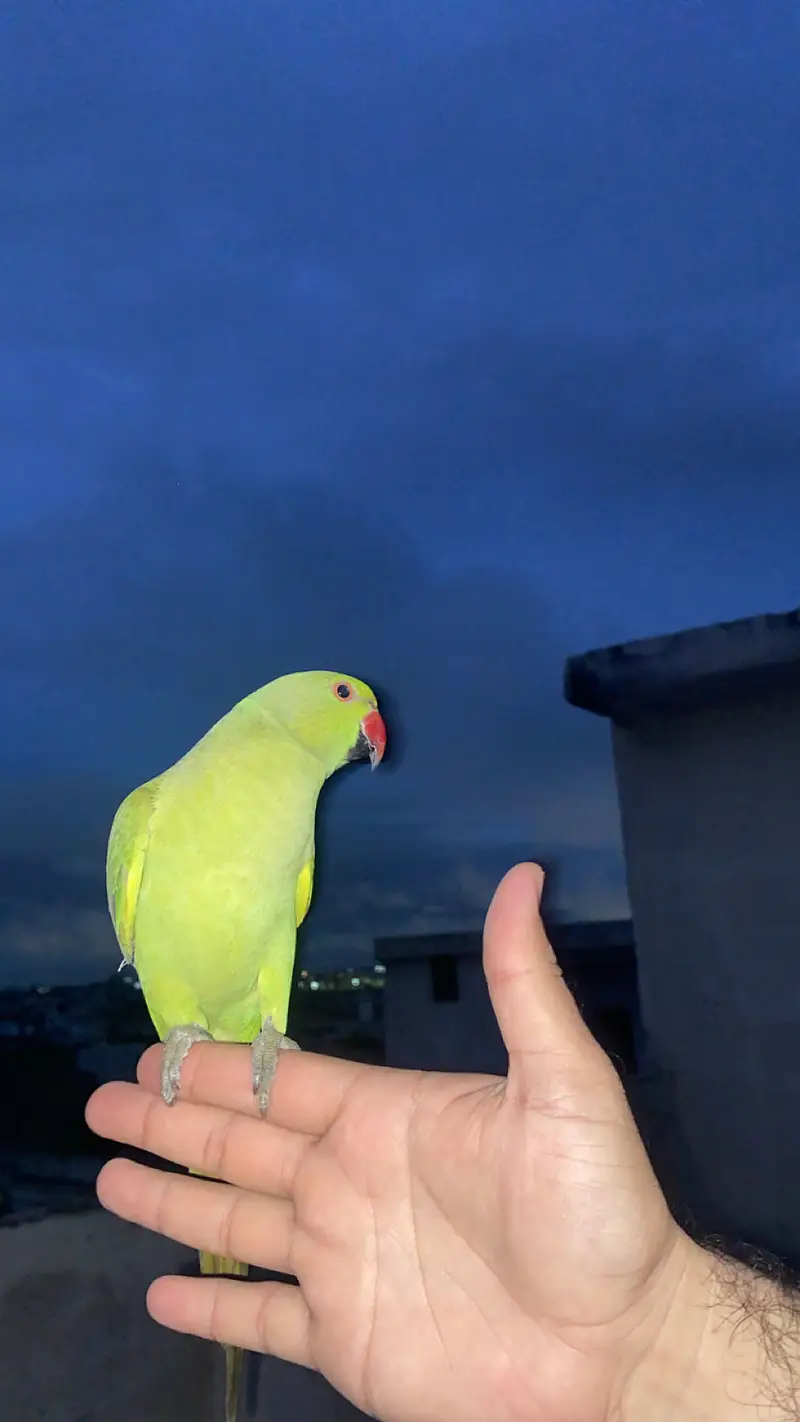 katha parrots for sale — photo 3
