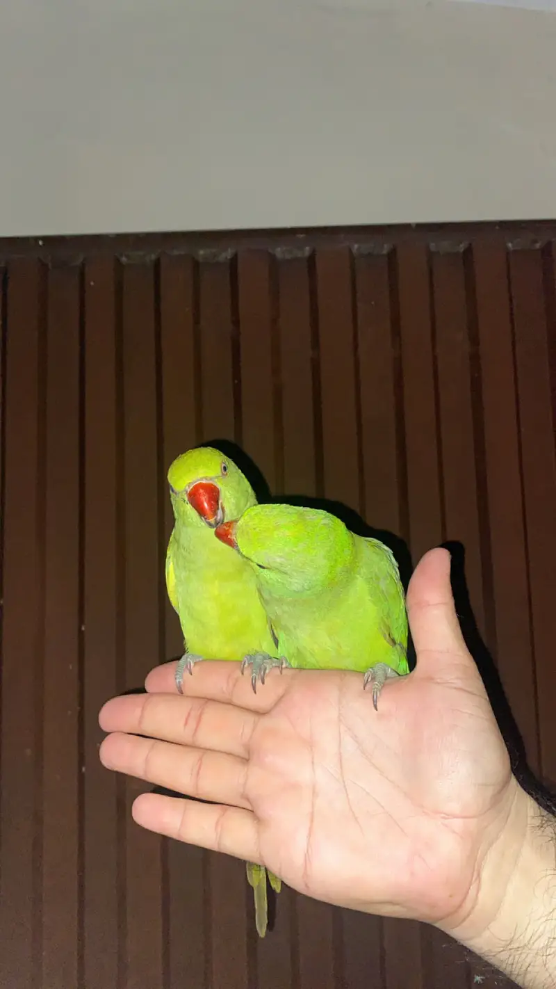 katha parrots for sale — photo 4