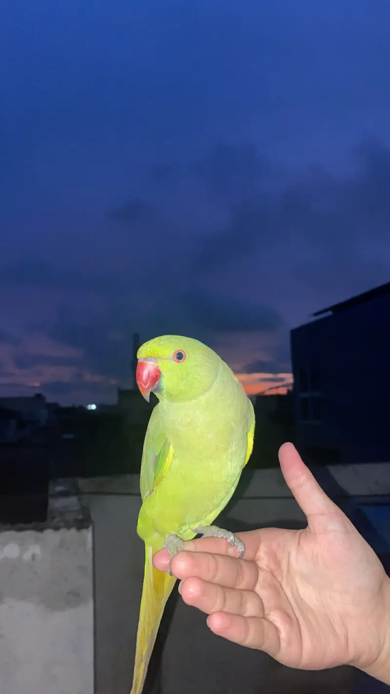 katha parrots for sale — photo 5