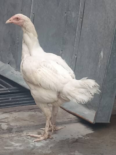 Heera aseel female for sale