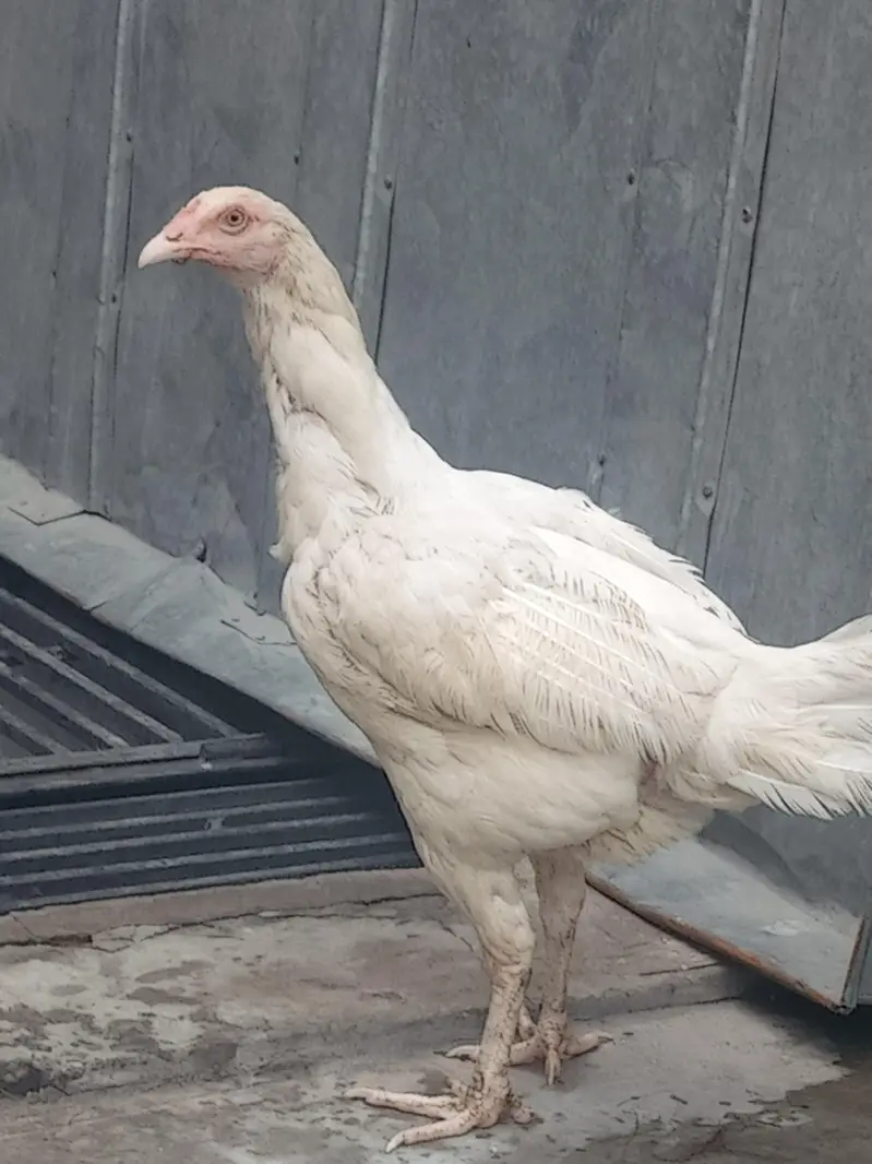 Heera aseel female for sale — photo 2