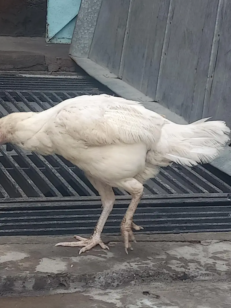 Heera aseel female for sale — photo 3