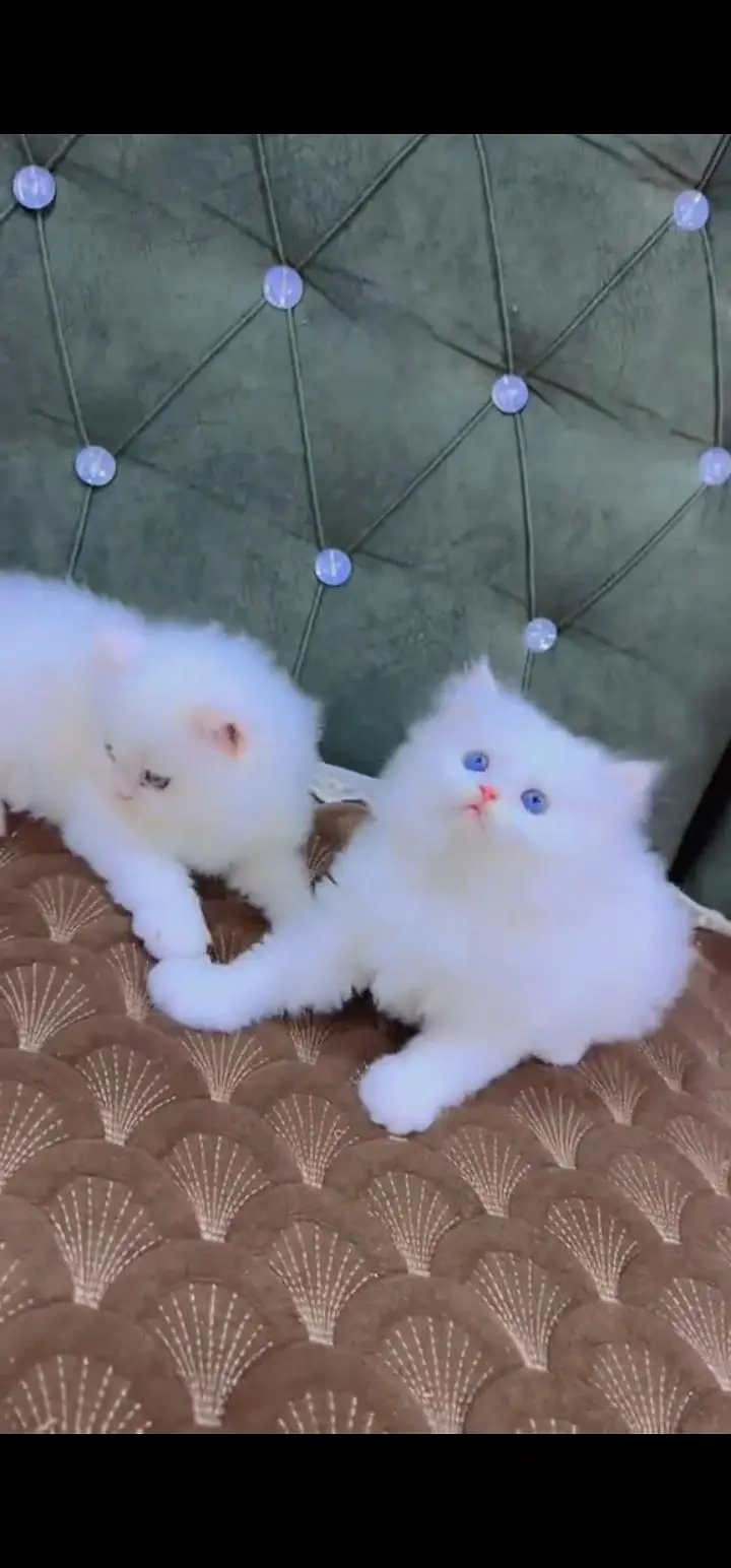 Quality Persian Punch face cat & kittens 03495425573 WhatsApp — photo 3