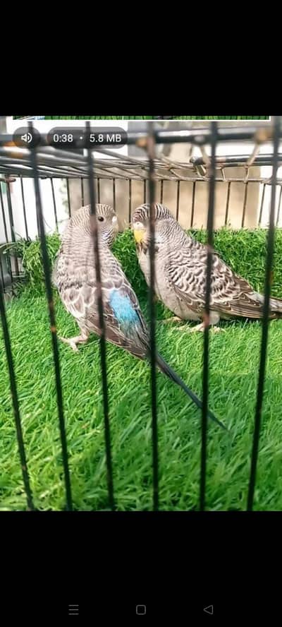 Black face pair king size  gray male and blue budgies top quality
