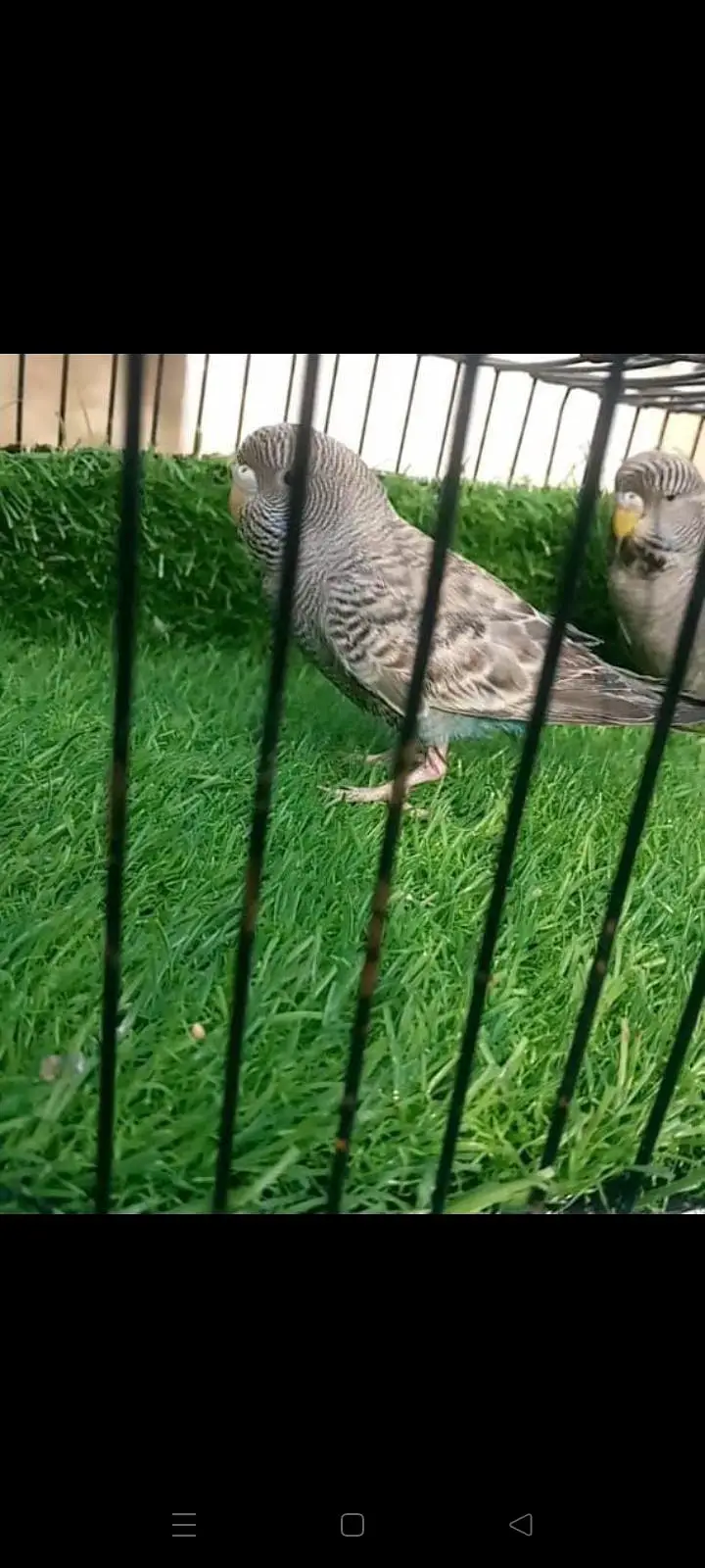 Black face pair king size  gray male and blue budgies top quality — photo 2