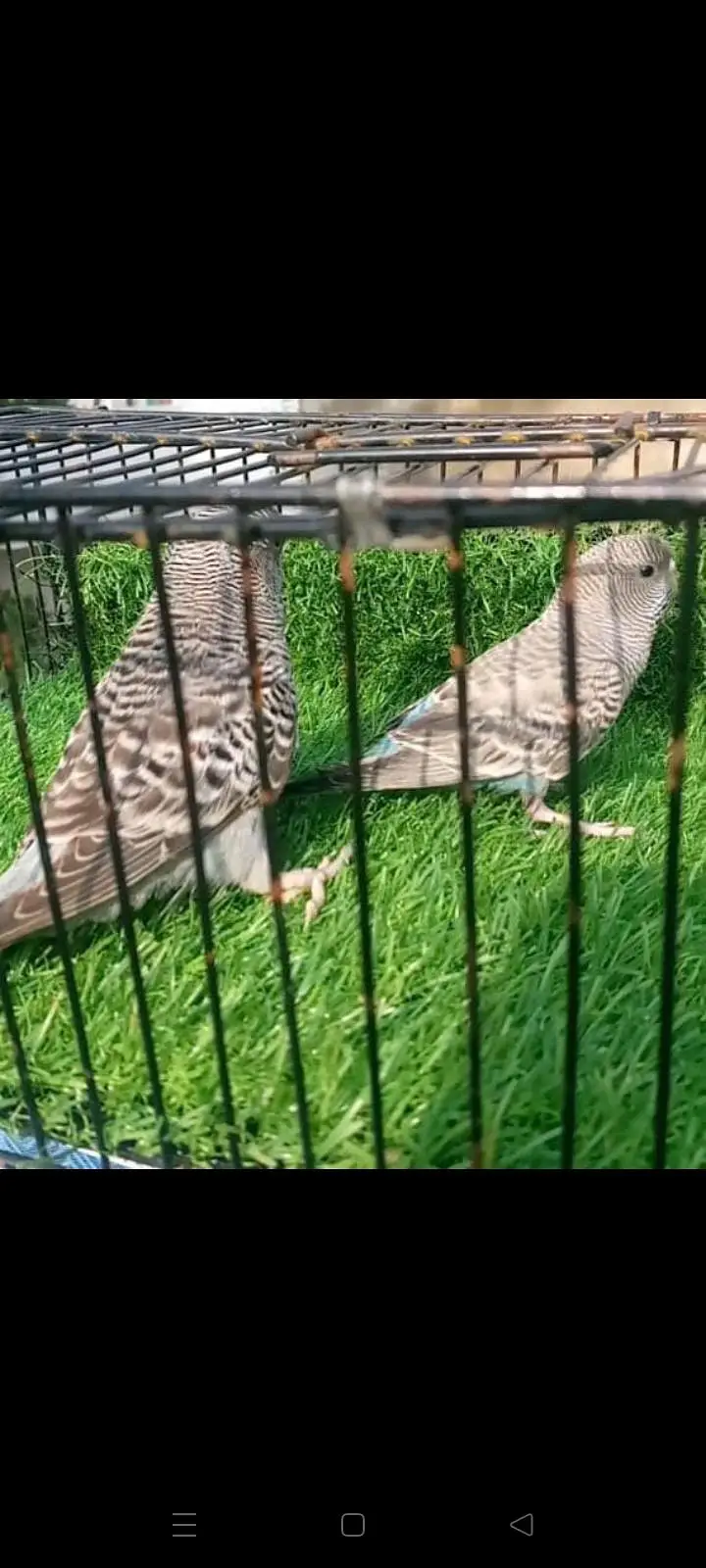 Black face pair king size  gray male and blue budgies top quality — photo 3