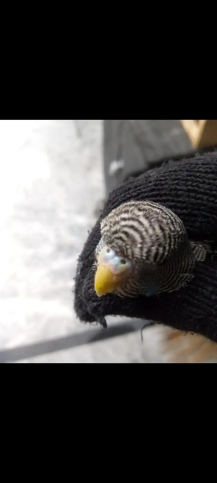 Black face pair king size  gray male and blue budgies top quality — photo 4