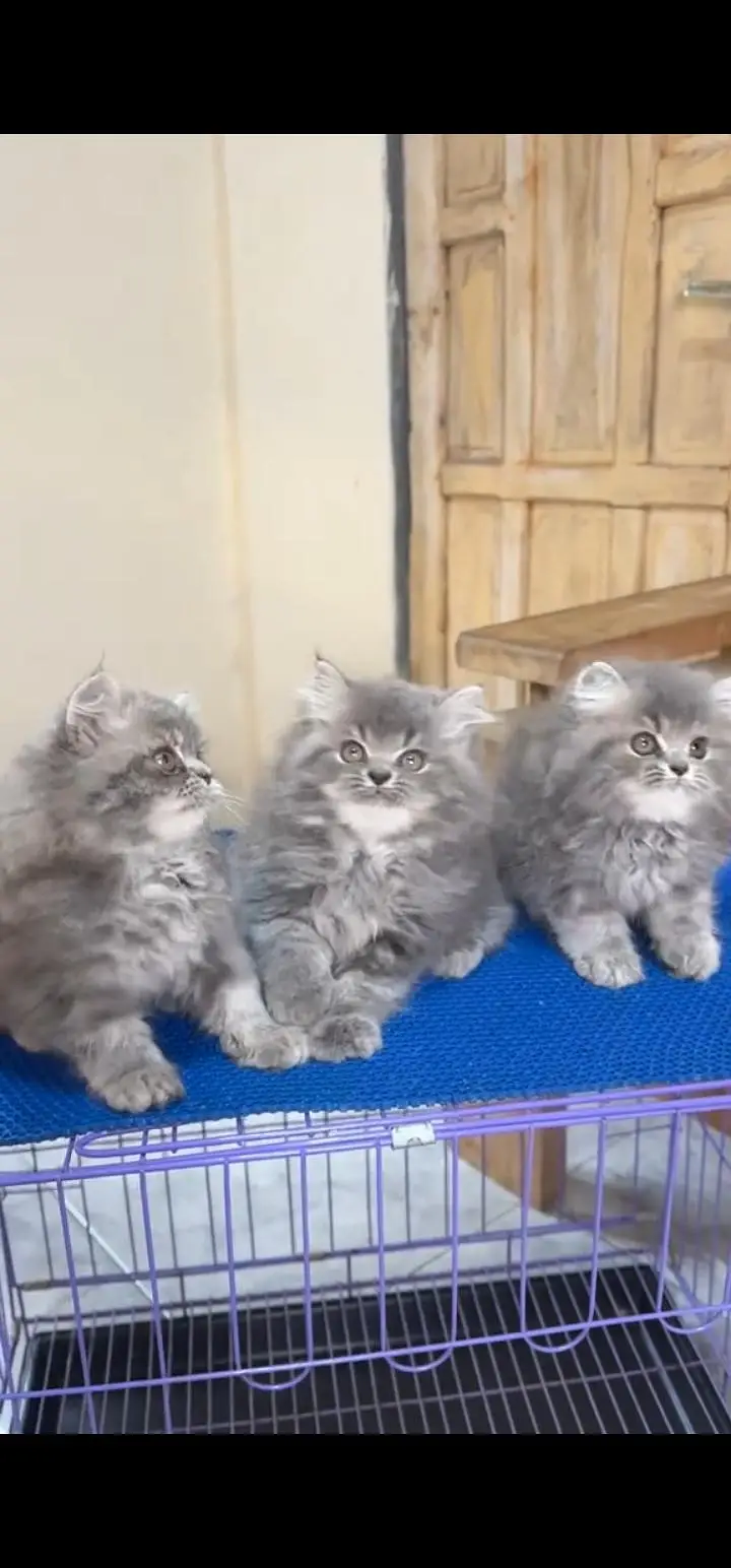 Quality Persian Punch face cat & kittens 03495425573 WhatsApp — photo 2