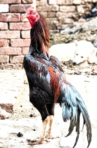 شام و کراس بریڈر مرغا نو چوزے بھی ہیں اس مر گئے دو مرغیاں بھی ہیں