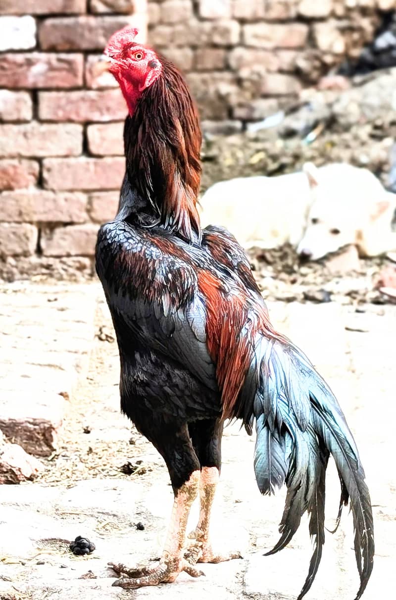 شام و کراس بریڈر مرغا نو چوزے بھی ہیں اس مر گئے دو مرغیاں بھی ہیں 0