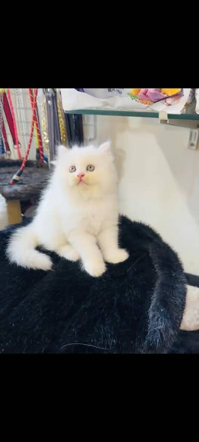persian cat for sale
